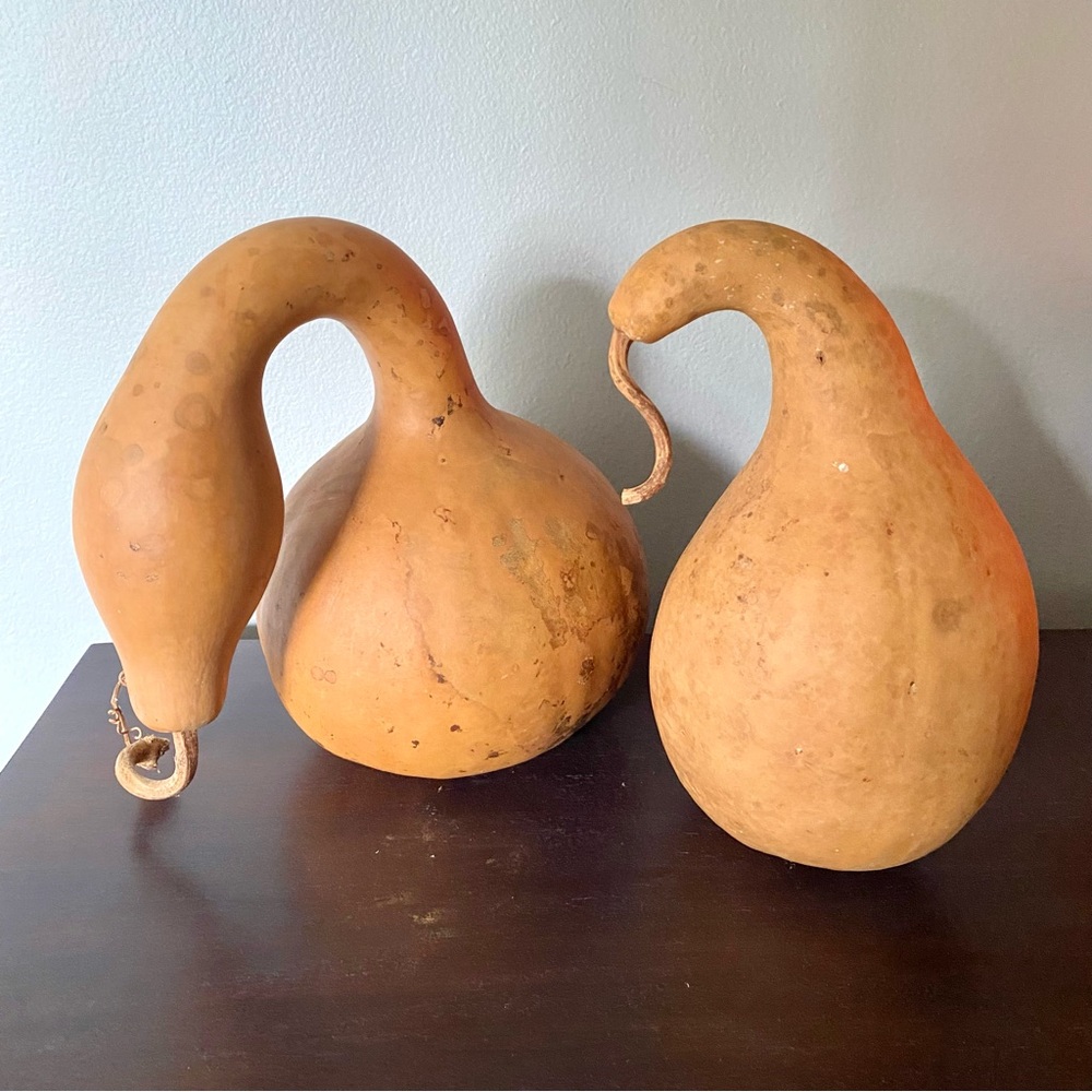 Large Natural Dried Crookneck Gourds Fall Harvest Decor Crafts